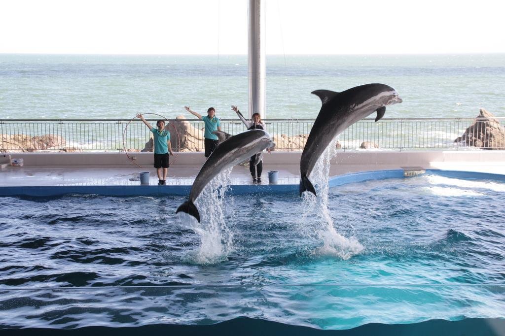 🐬 시부시만 다이고쿠 돌고래 공원(시부시완 다이코쿠 이루카란도) 이미지 1